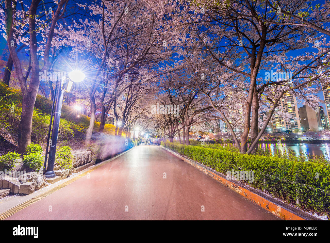 Seokchon Lake: Cherry Blossom At Night | A Korea Travelogue: Your