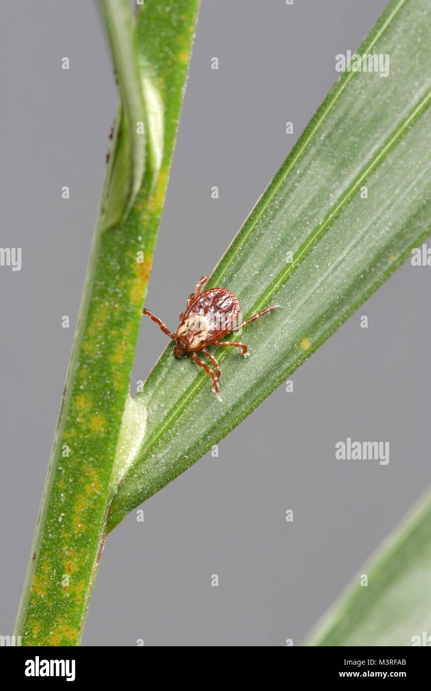 Dermacentor variabilis, also known as the American Dog Tick on a plant - This species of tick is known to carry bacteria responsible for several disea Stock Photo