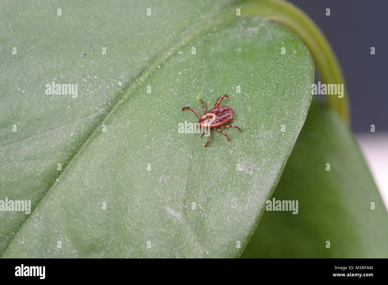 Dermacentor variabilis, also known as the American Dog Tick on a plant - This species of tick is known to carry bacteria responsible for several disea Stock Photo
