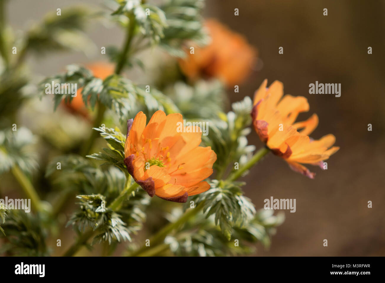 Pale orange Adonis amurensis 'Chichibu Beni' flowers. Stock Photo