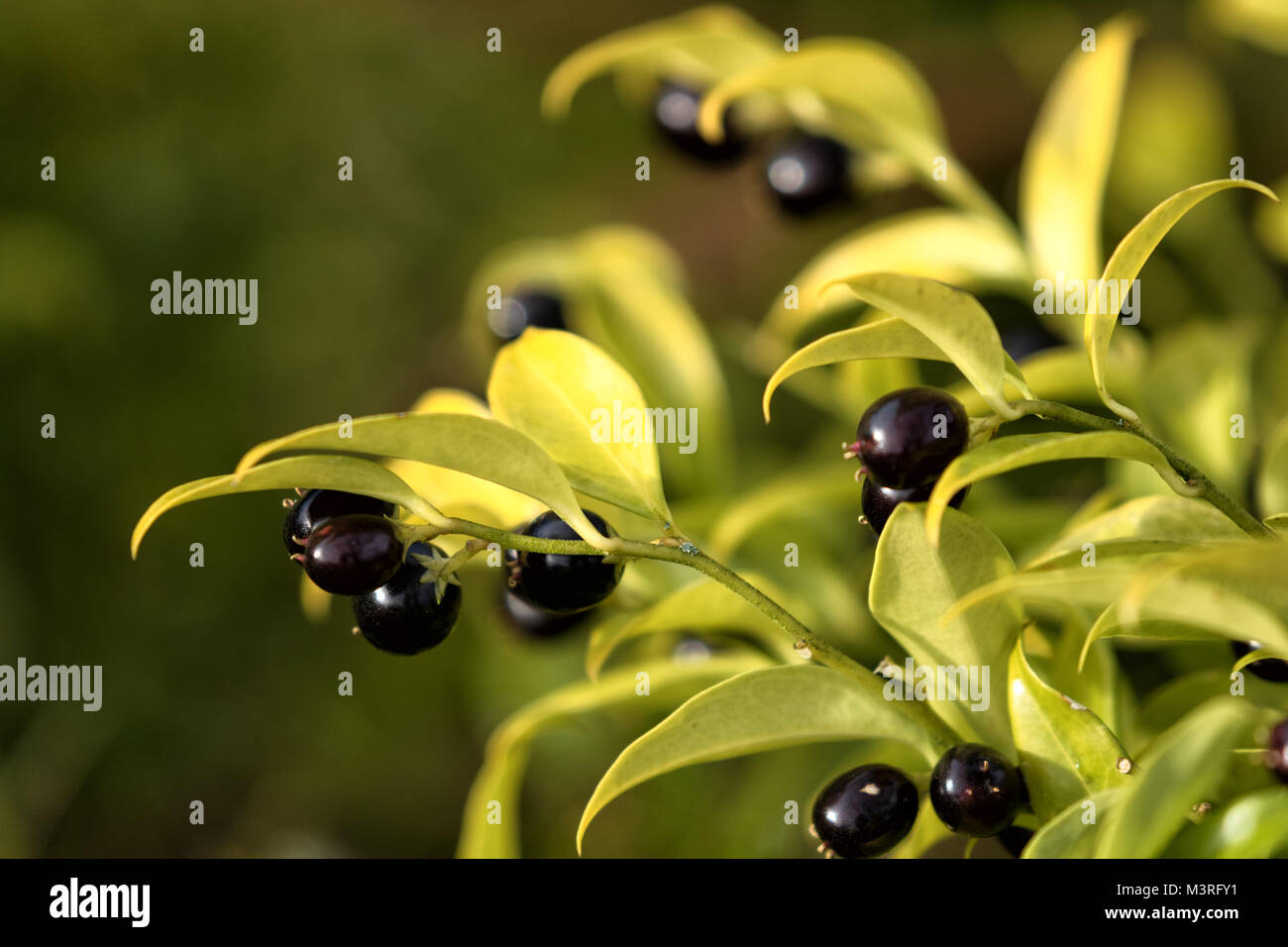 Sarcococca confusa black berries. Stock Photo