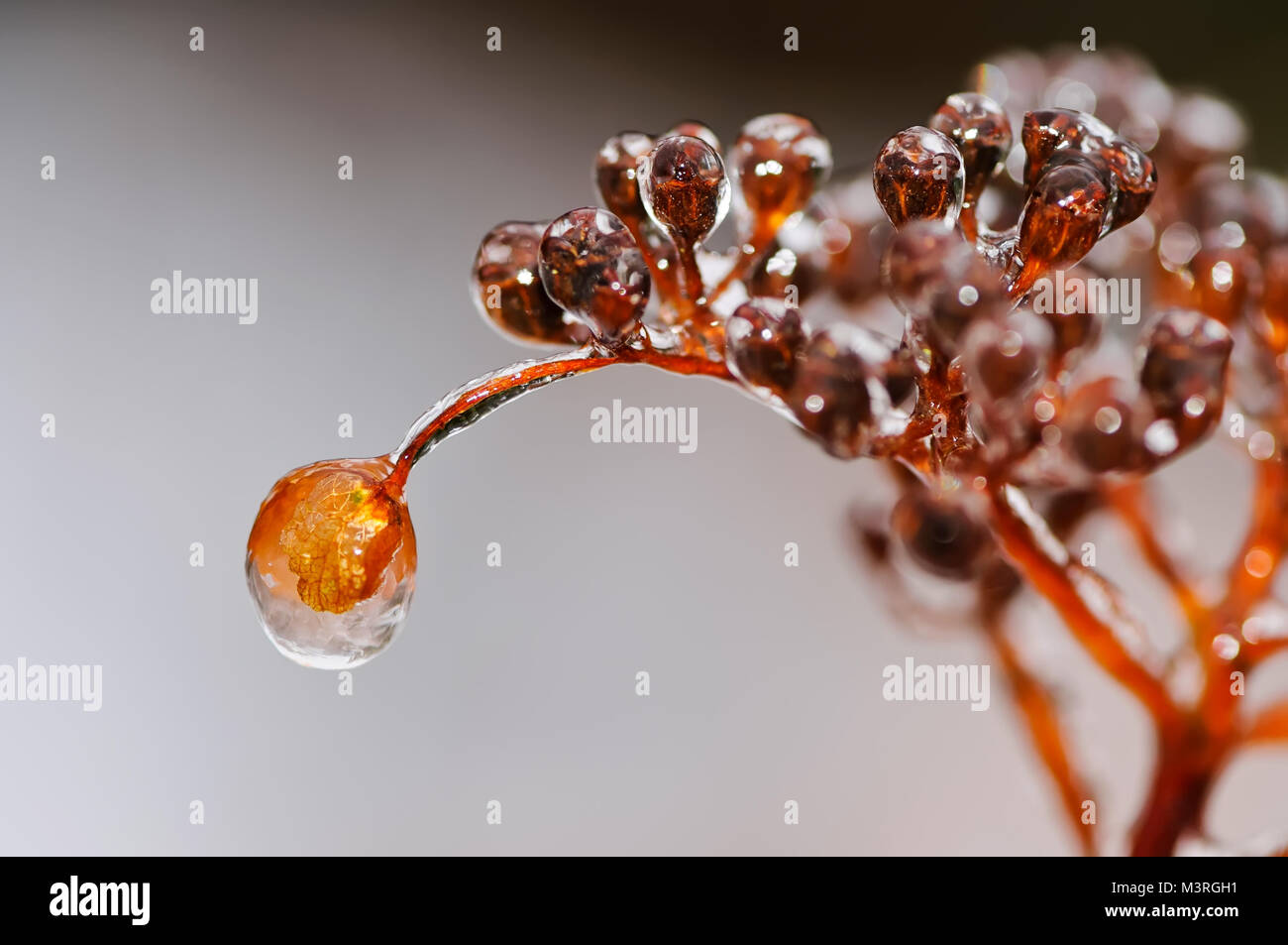 Close up of a withered climbing Hydrangea flower petal with a coating of ice from freezing rain, like an ice bead, on a cold winter morning, Germany. Stock Photo