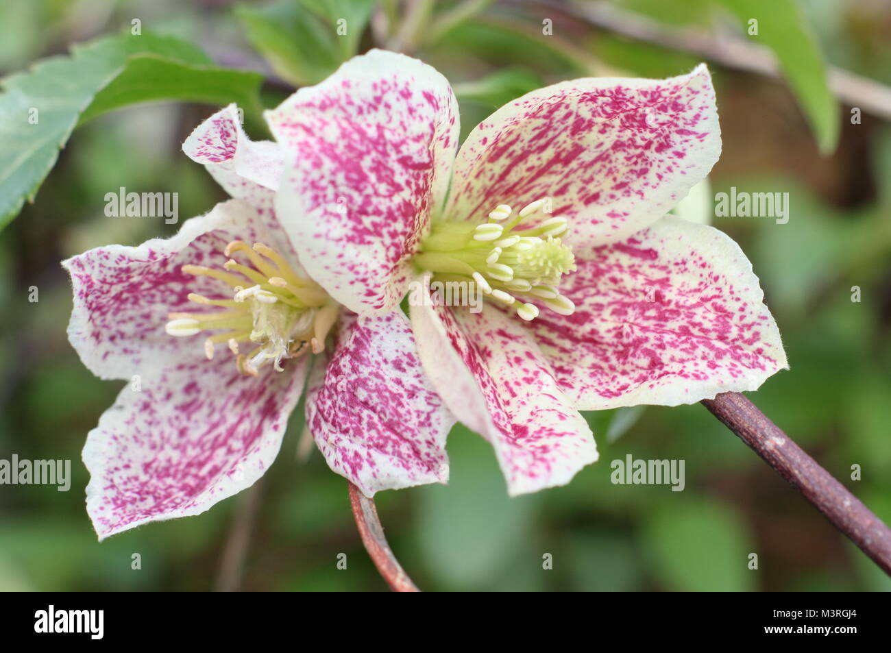 Clematis cirrhosa purpurascens 'Freckles', in flower in an English garden in early winter, UK. AGM Stock Photo