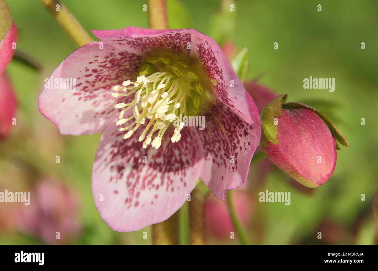 Helleborus x hydridus, a hybrid hellebore with speckl;ed petals, in flower in a an English garden in early February, UK Stock Photo