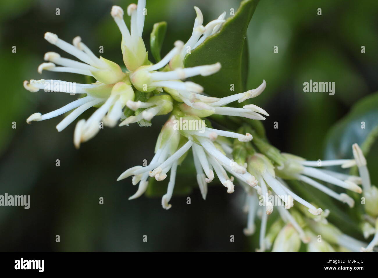 Sarcococca wallichii, also called Christmas box or Sweet box, in flower in a UK winter garden Stock Photo
