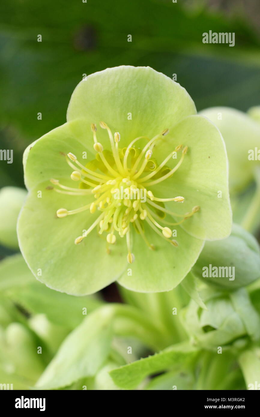 Helleborus argutifolius, the Corsican hellebore, in flower in winter UK garden. AGM Stock Photo