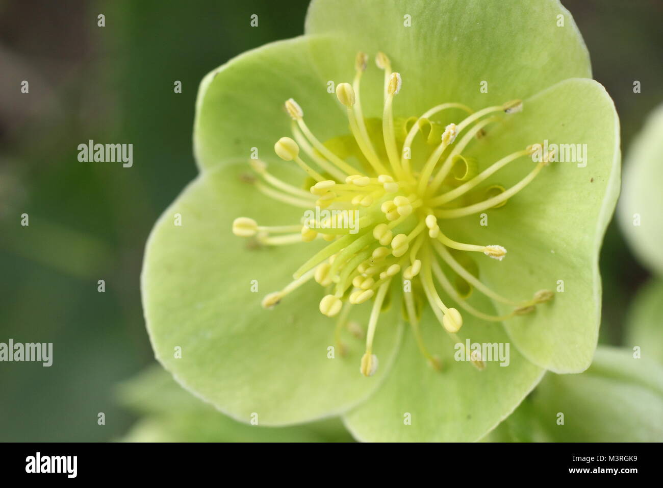 Helleborus argutifolius, the Corsican hellebore, in flower in winter UK garden. AGM Stock Photo