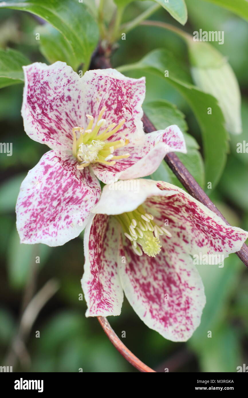 Clematis Cirrhosa Purpurascens Freckles In Flower In An English