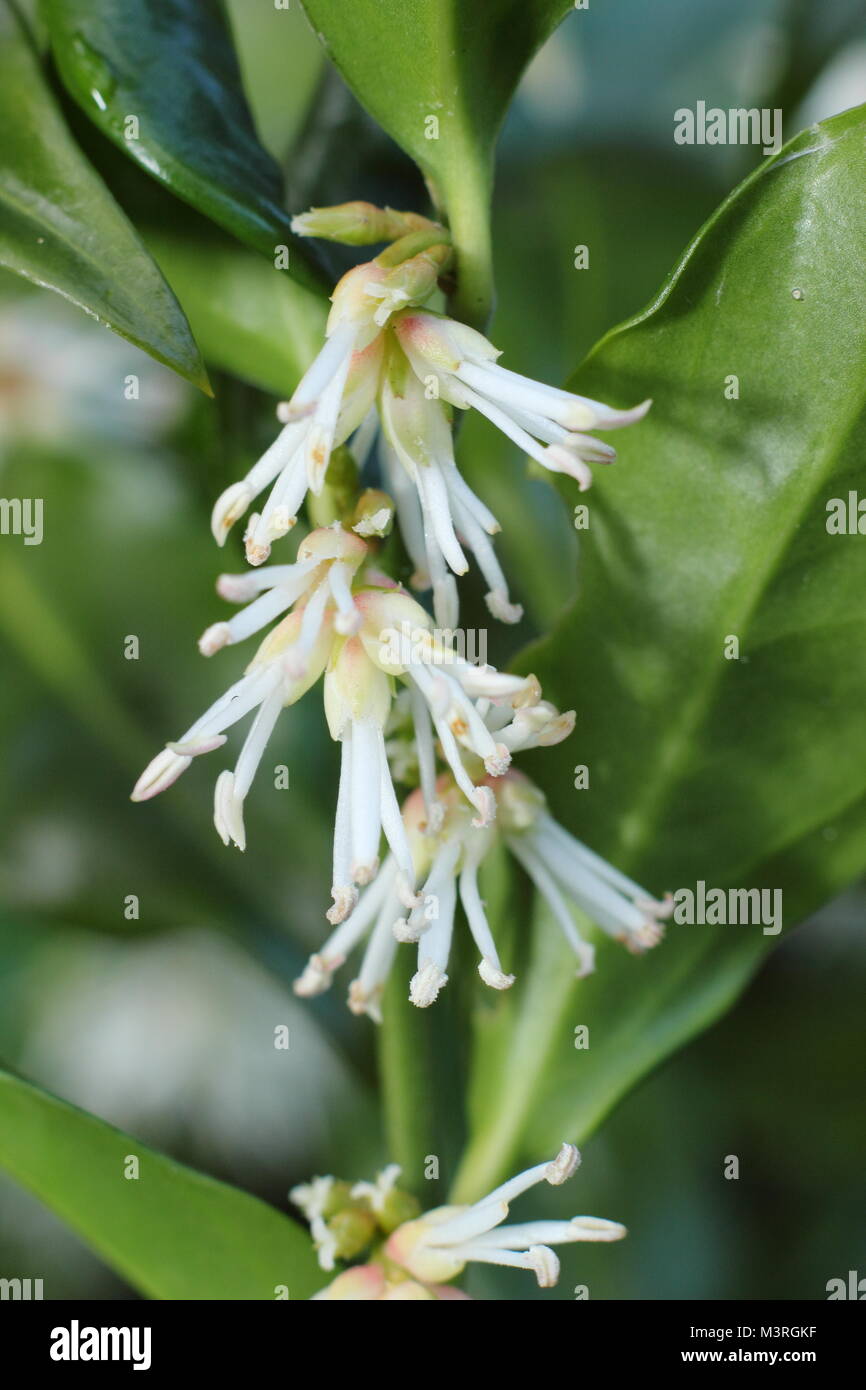 Sarcococca confusa, also called Christmas box or Sweet box, a highly fragrant winter flowering shrub, blooming in early February, UK Stock Photo