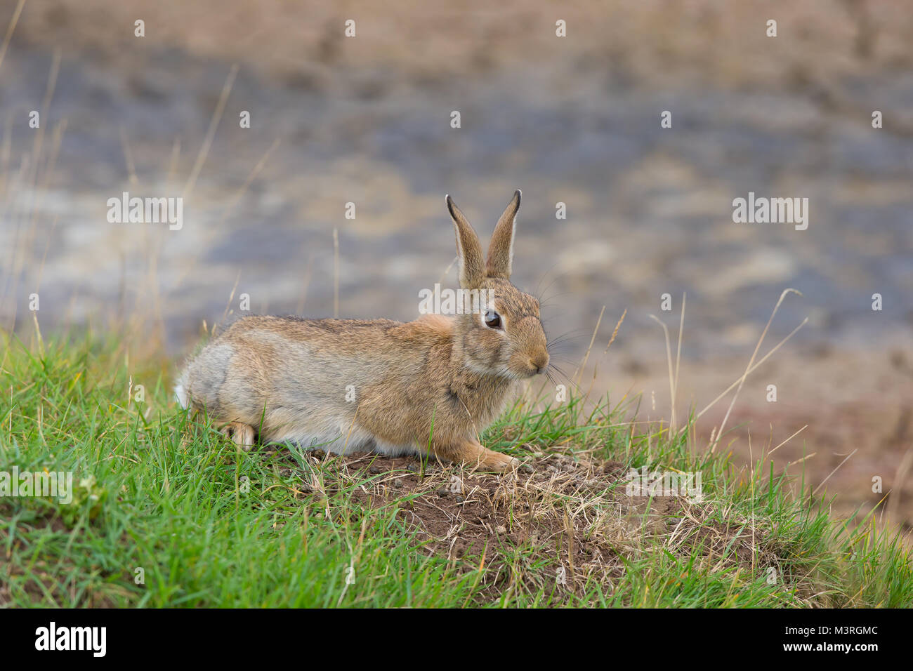 Wild UK rabbit animal (Oryctolagus cuniculus) isolated outdoors, lying down on grass near its warren. Stock Photo