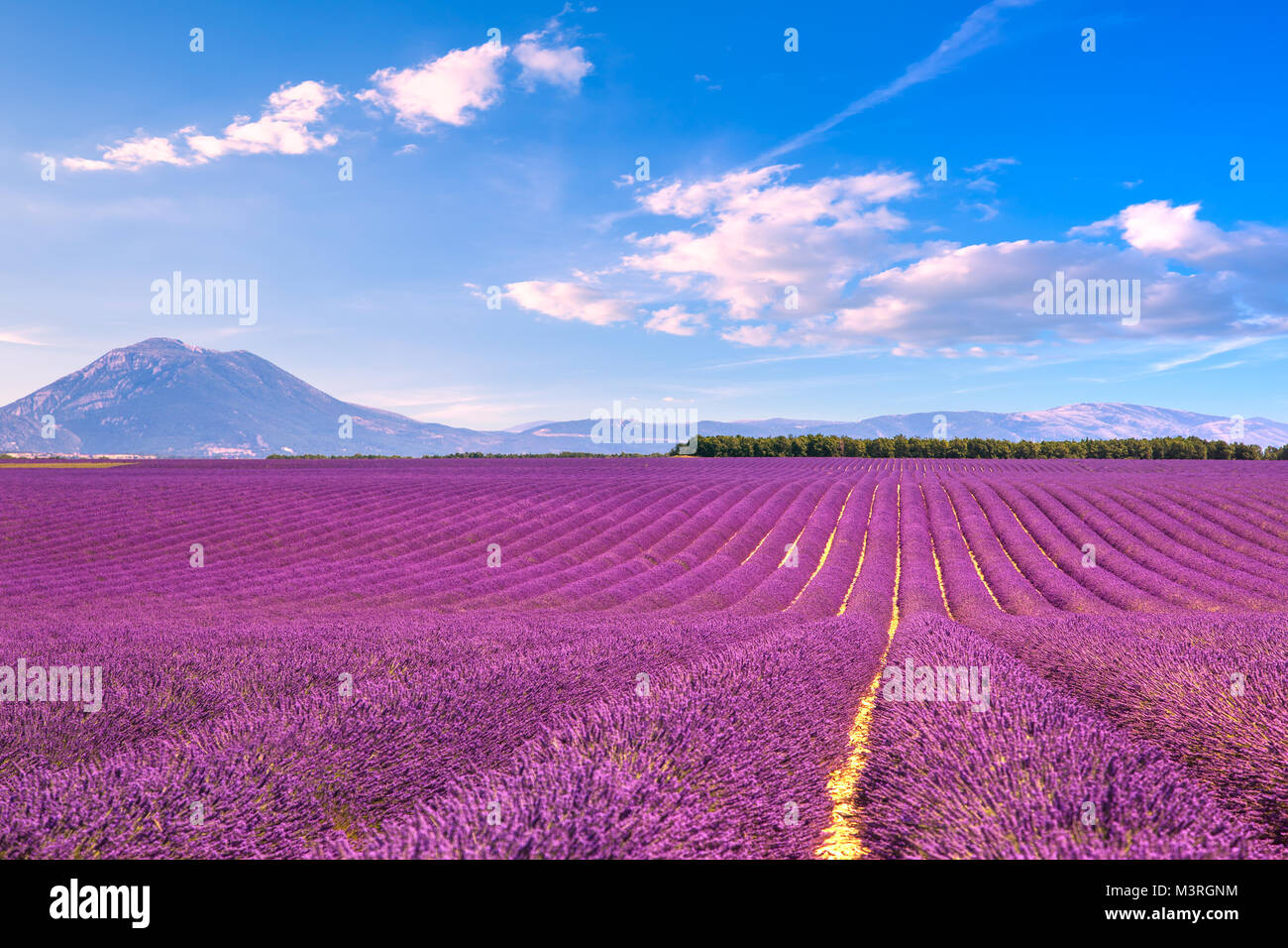 Lavender flowers blooming scented fields in endless rows. Landscape in Valensole plateau, Provence, France, Europe. Stock Photo