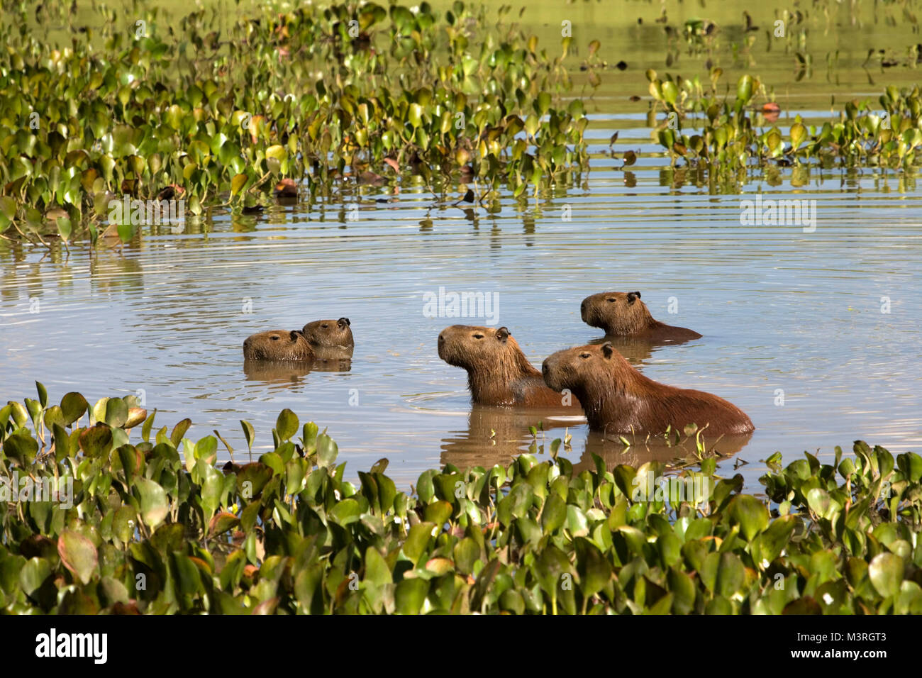 Brazil. Silvania. Capybara family swimming, a semi-aquatic herbivorous animal, the largest of living rodents.(Hydrochoerus hydrochaeris). Stock Photo