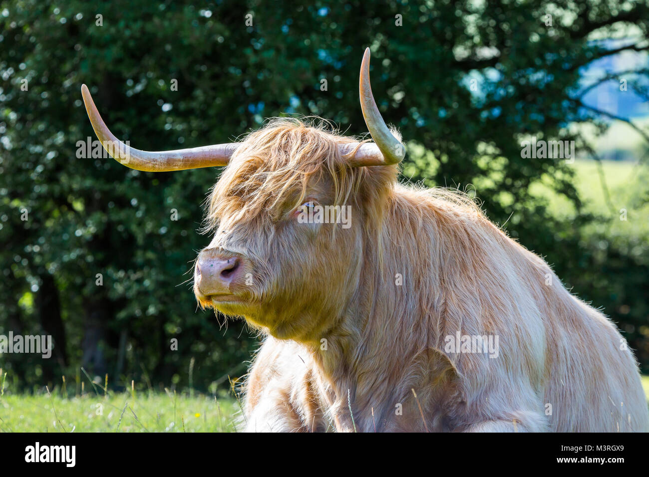 Detailed front view close up of highland cow UK, isolated outdoors in sunshine sitting in countryside field. Grumpy animal staring with long horns. Stock Photo