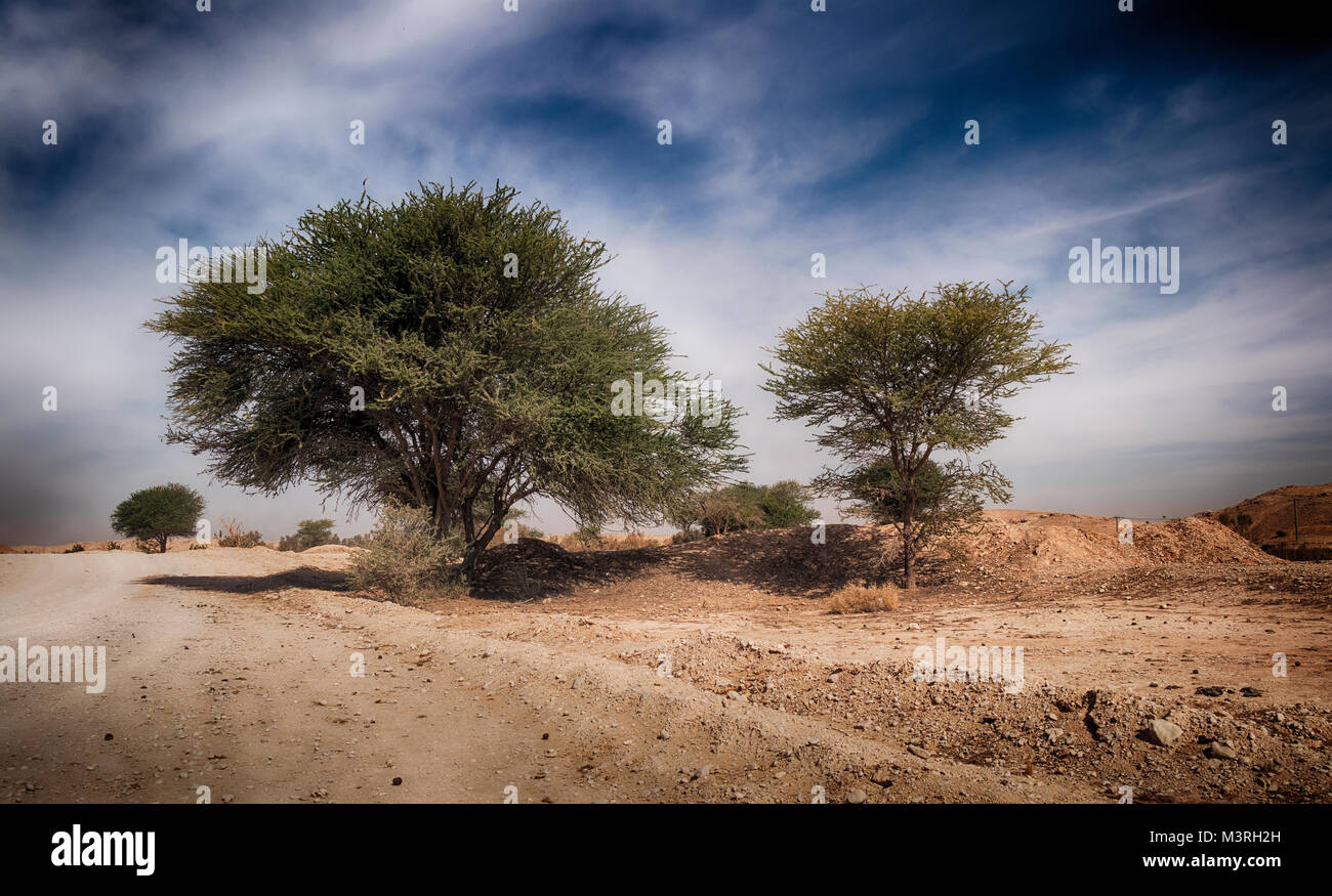 desert landscape shows trees and blue sky with some clouds Stock Photo ...