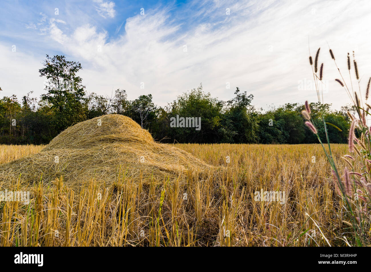 Landscape of Rice straw bales on rice field after collecting season ...