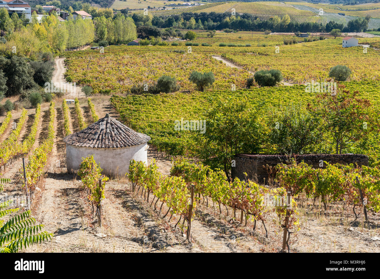 Vinyards on the slopes between Horta and Sebadelhe, In the Alto Douro wine region, Northern Portugal Stock Photo