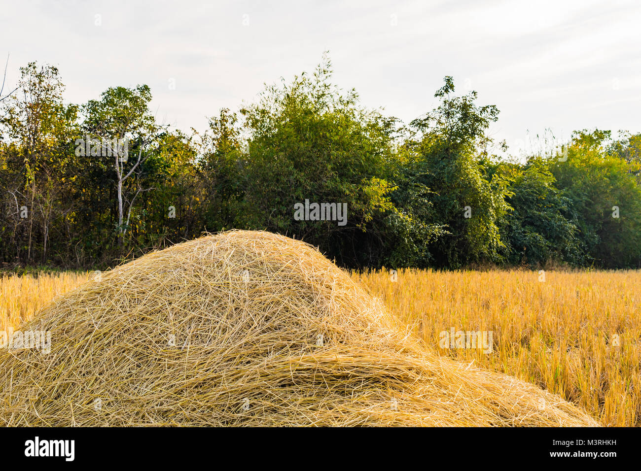 Rice Straw High Resolution Stock Photography and Images - Alamy