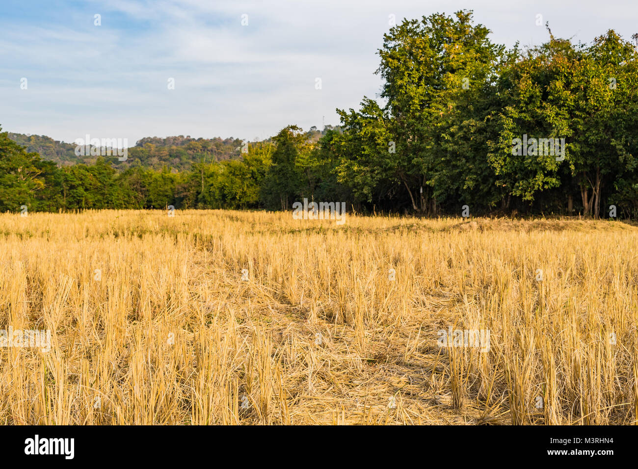 Landscape of Rice straw bales on rice field after collecting season ...