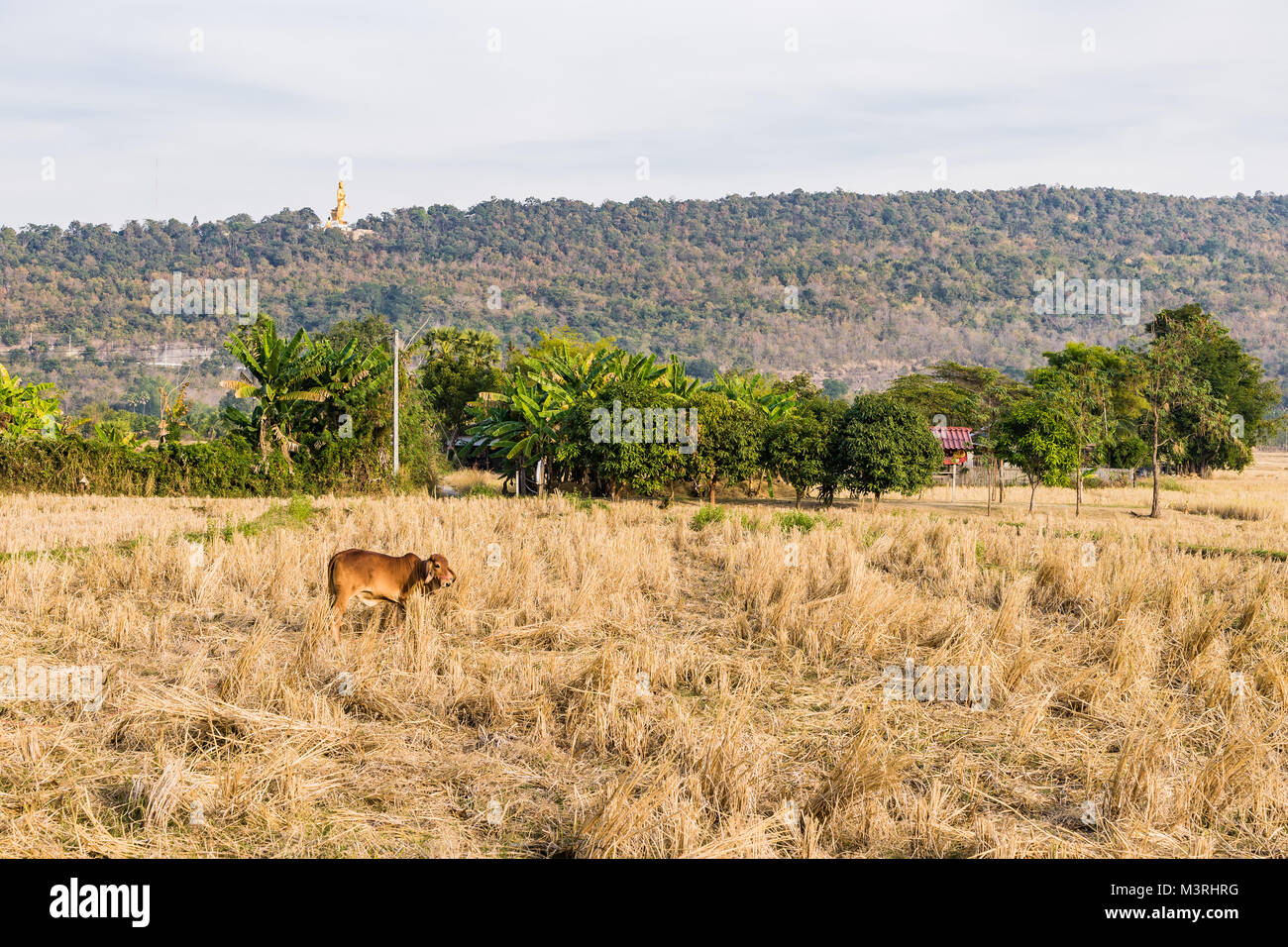 Landscape of Rice straw bales on rice field after collecting season ...