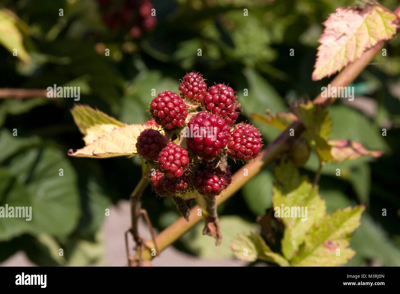 Blackberry leaves and flowers hires stock photography and images Alamy