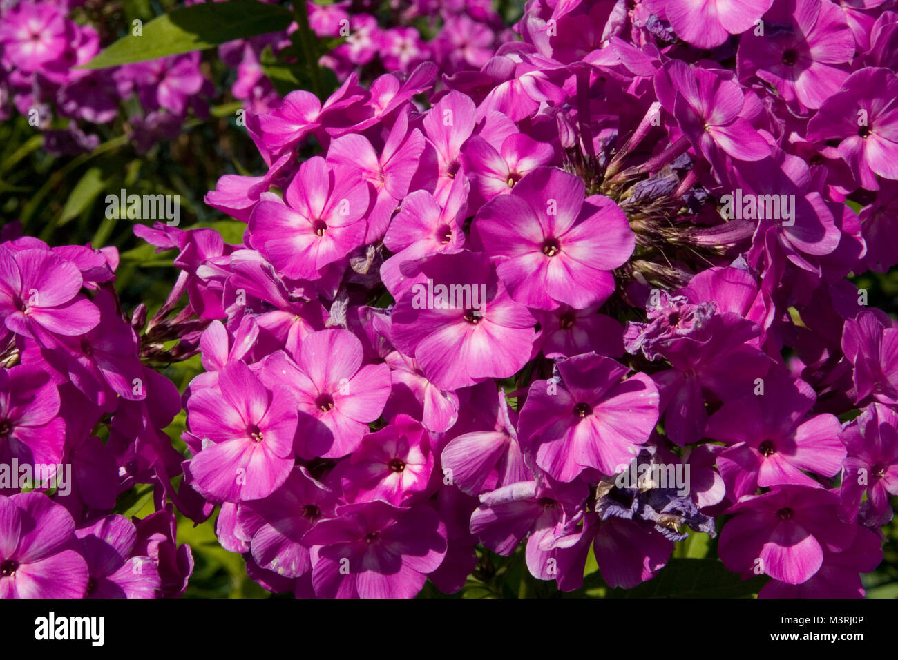 Purple perennial, Phlox Paniculata. Many little flowers closeup, sunny summer day. Vivid and sharp. Stock Photo