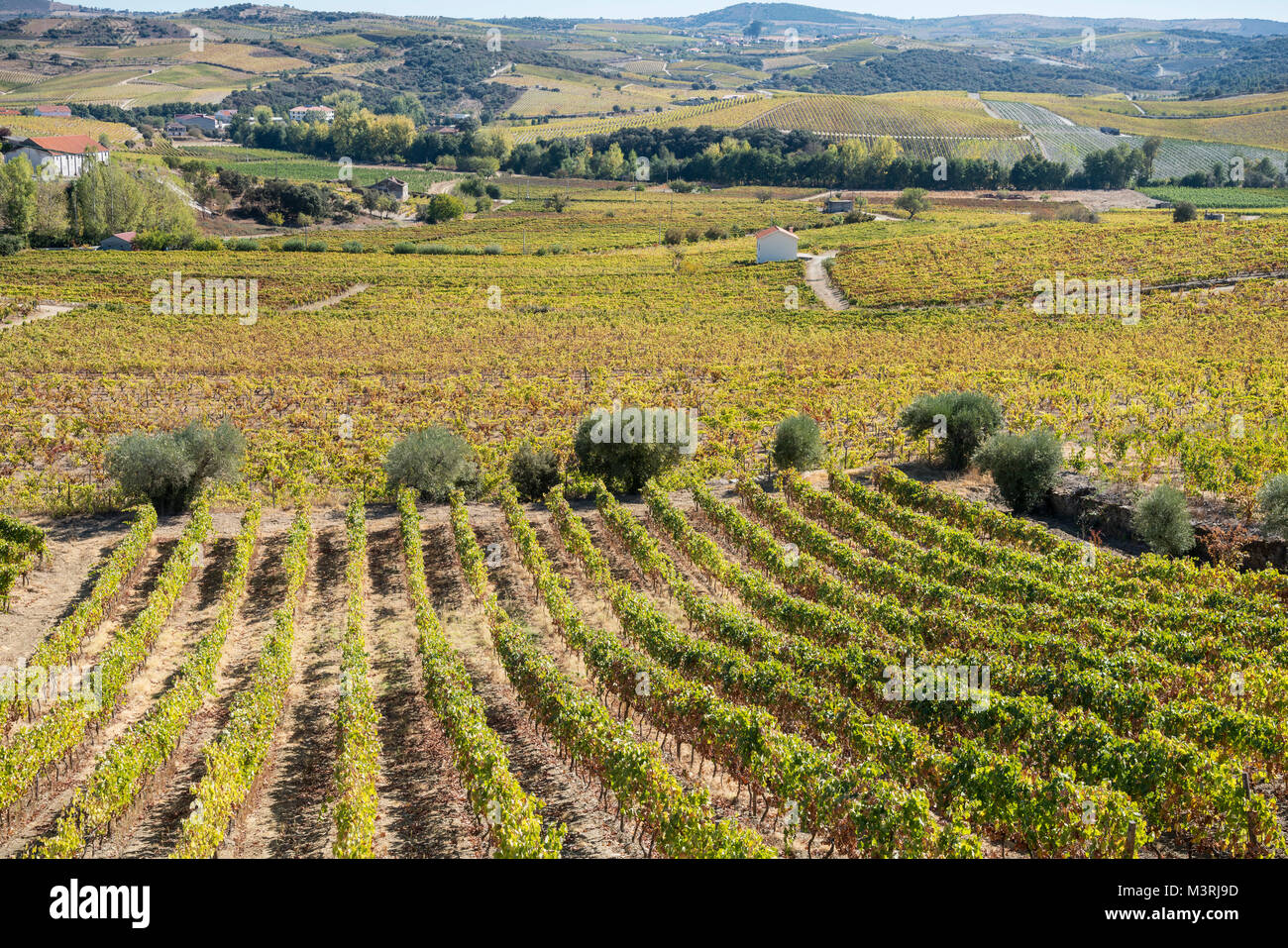 Vinyards on the slopes between Horta and Sebadelhe, In the Alto Douro wine region, Northern Portugal Stock Photo