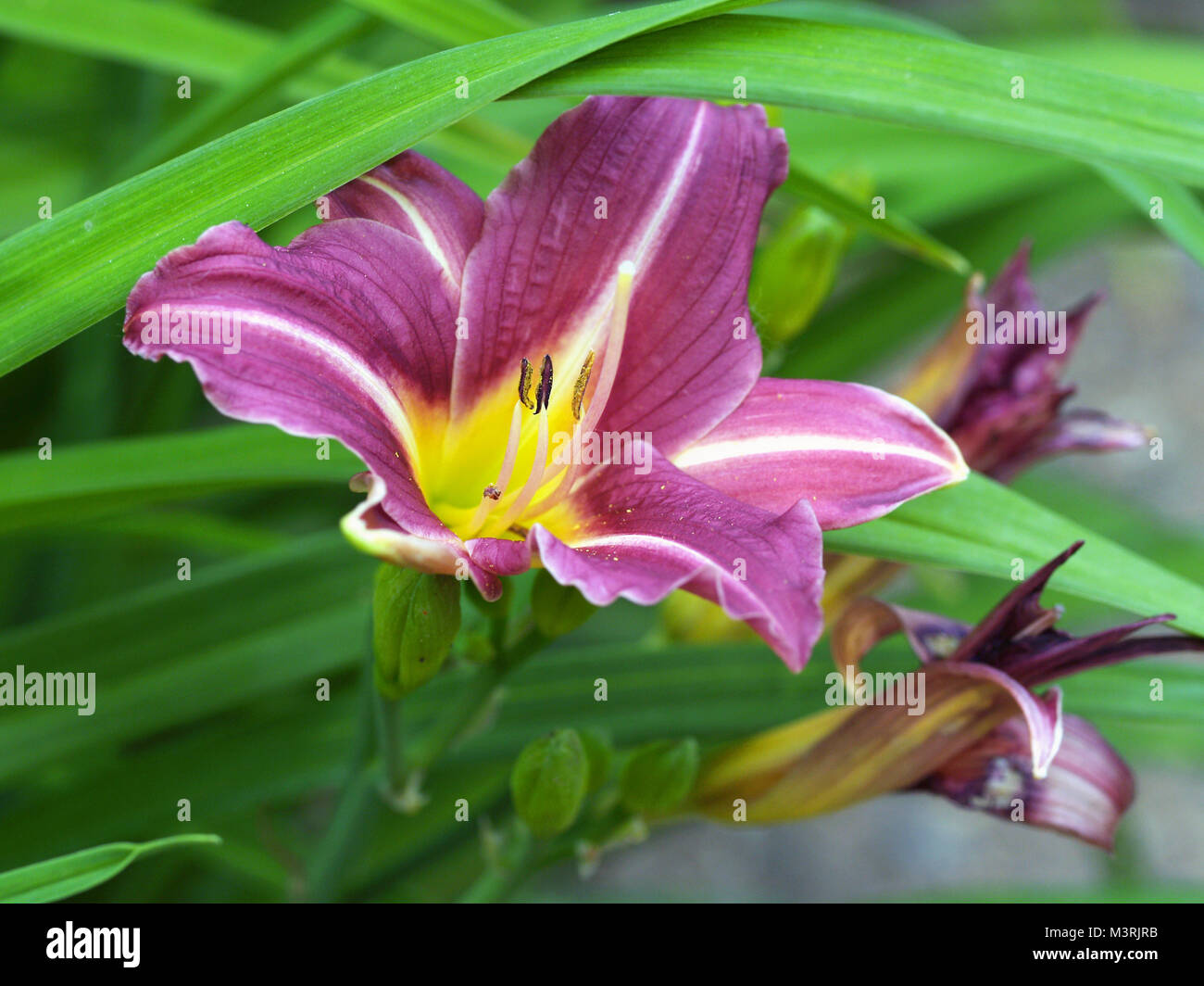 Violet and yellow flower of day lily Stock Photo - Alamy