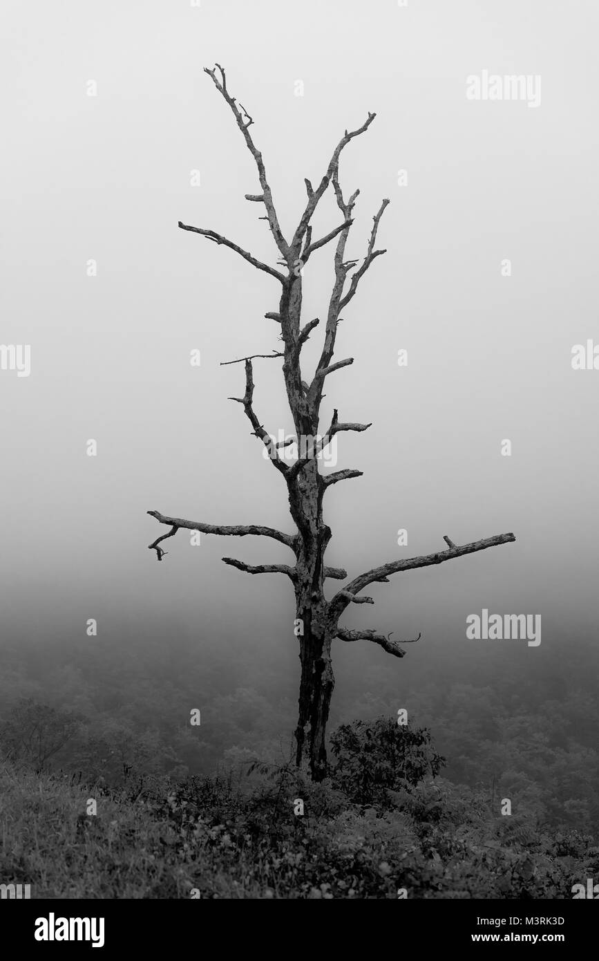 A lone dead tree stands along the mountainside covered with clouds and mist in Shenandoah National Park, Virginia. Stock Photo