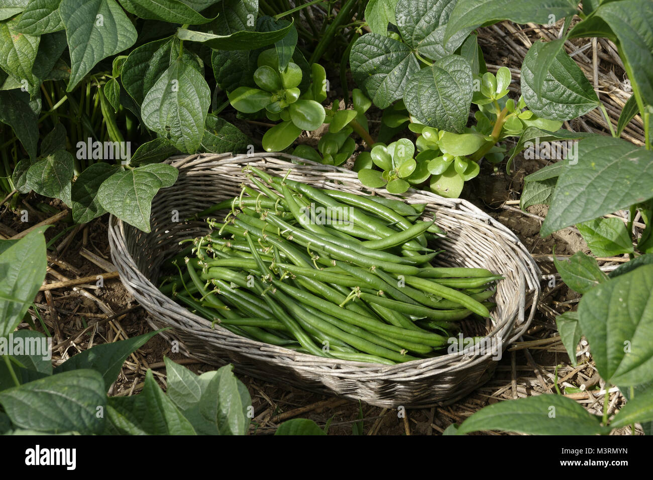 Green beans harvesting hires stock photography and images Alamy