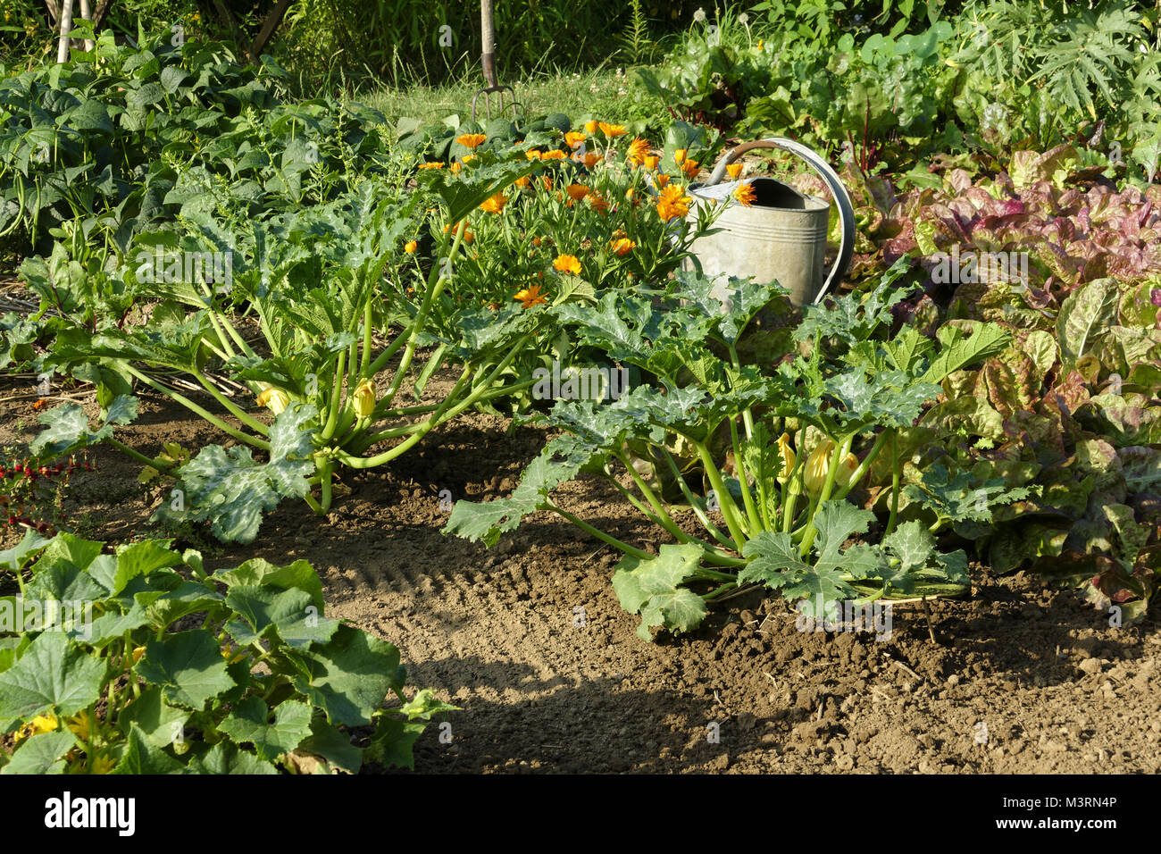 Zucchini plants, lettuce and green beans, marigold in the center