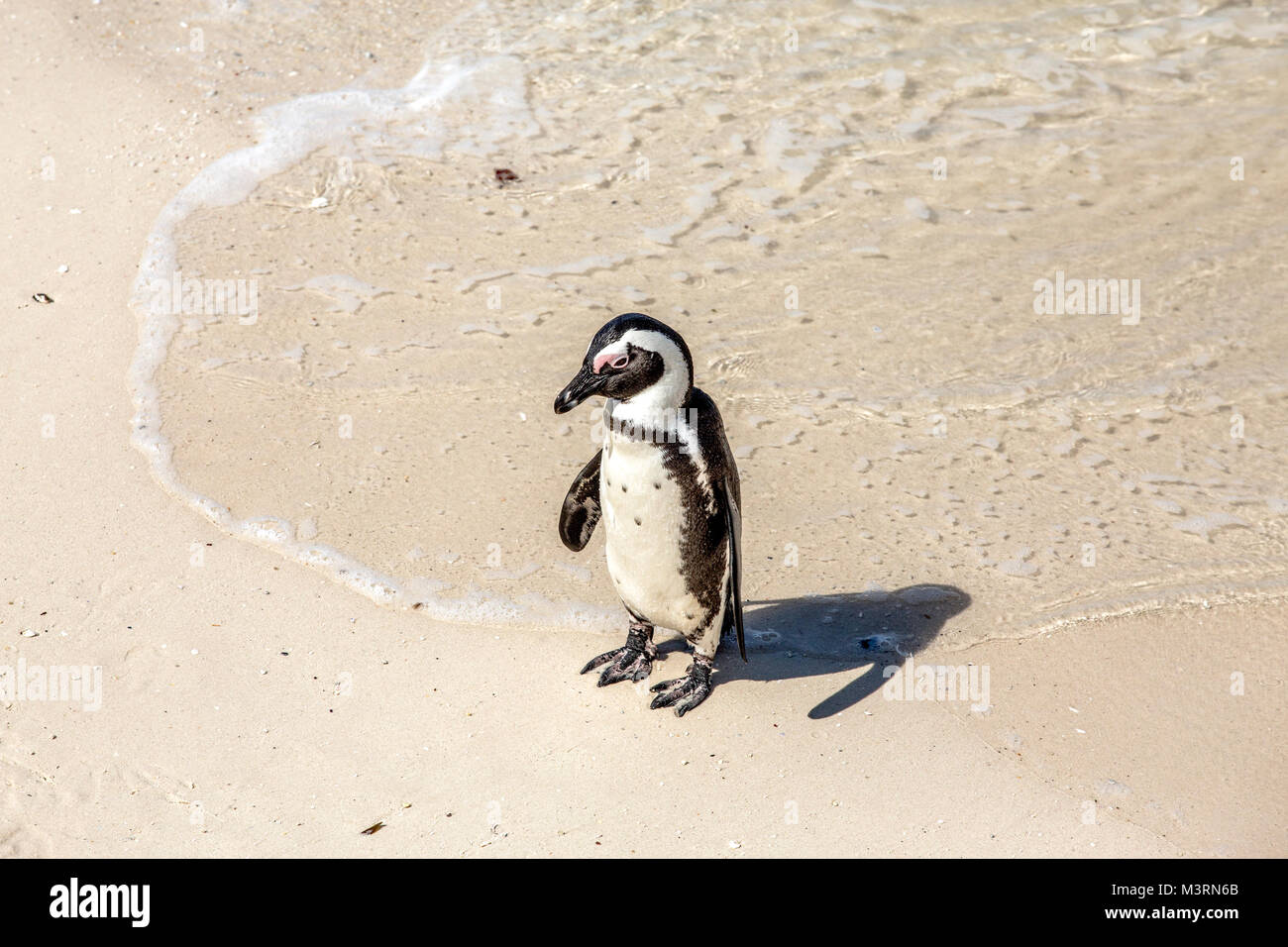 An African blackfoot penguin at the Cape of Good Hope, South Africa. These penguins are good swimmers, with a top speed of 20 kph (13 mph). Stock Photo
