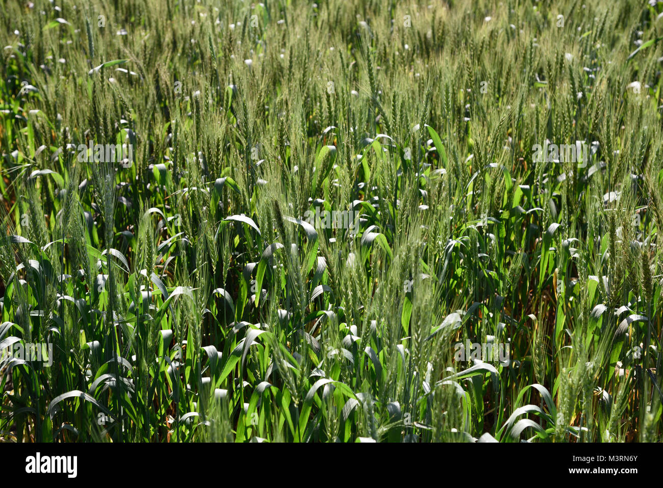 Wheat crop field, Patiala, Punjab, India, Asia Stock Photo - Alamy