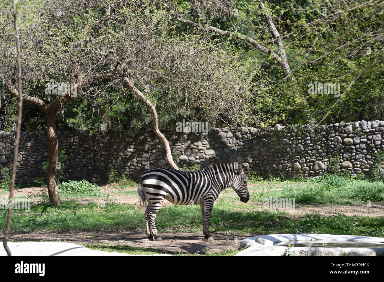 India zebra hi-res stock photography and images - Alamy