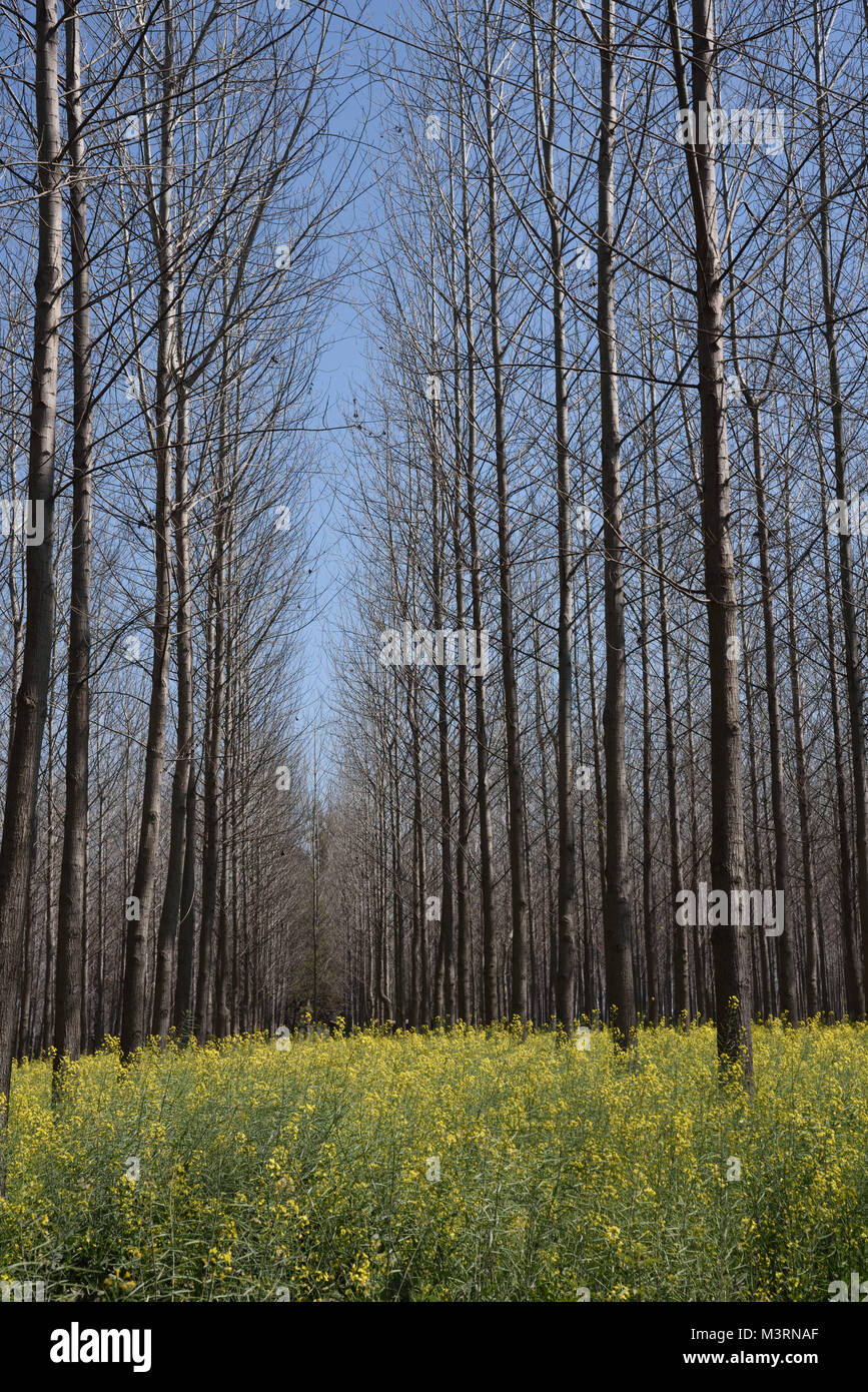 Mustard field in punjab hires stock photography and images Alamy