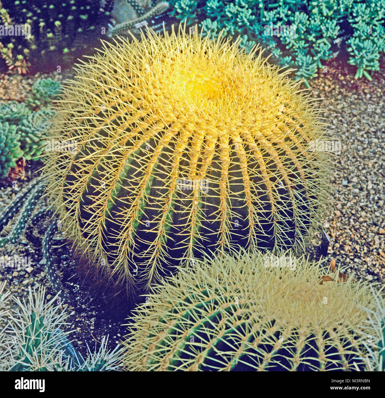 Echinocactus grusoni in a mediterranean garden Stock Photo