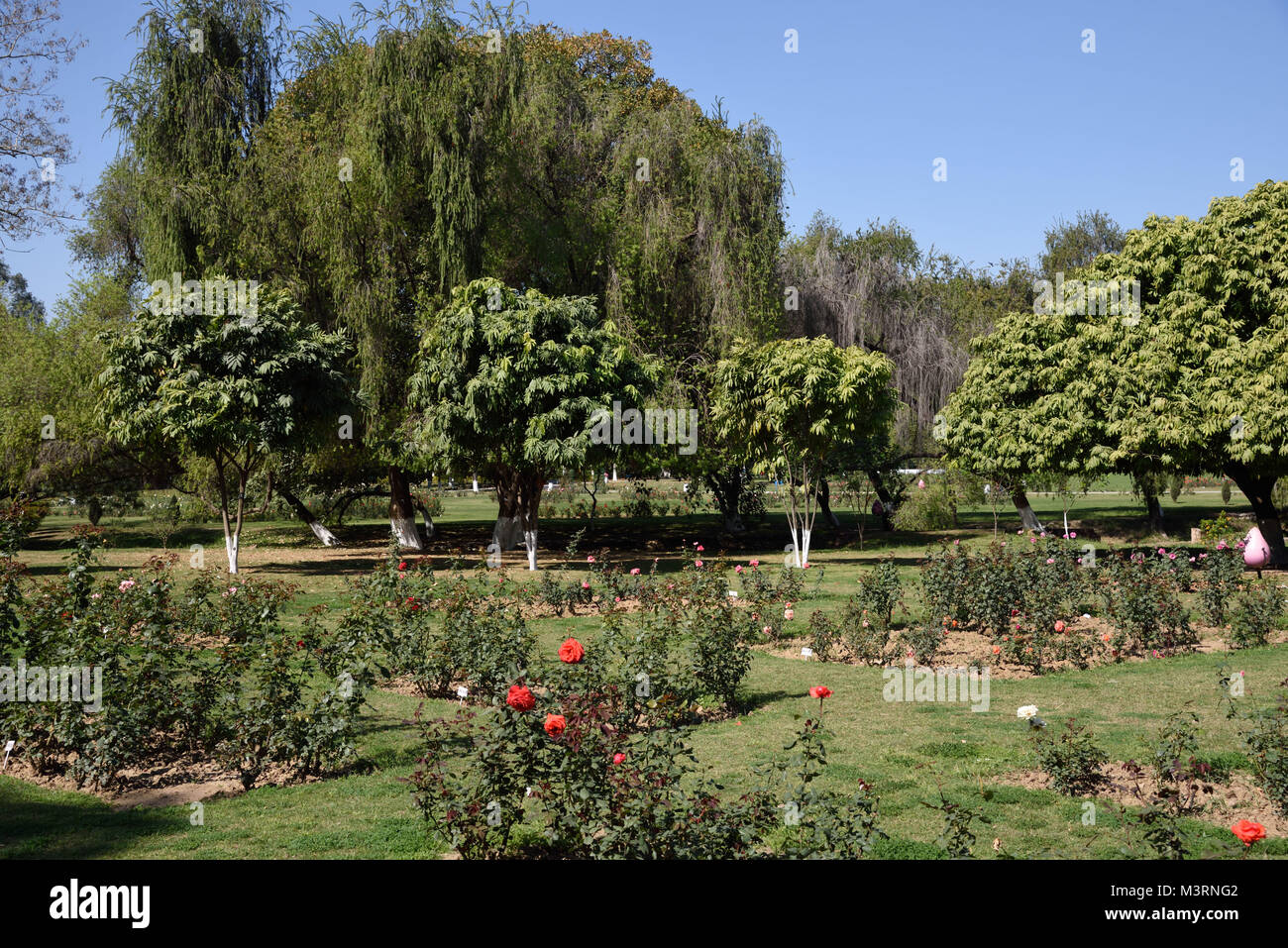 Rose garden, Chandigarh, Punjab, India, Asia Stock Photo Alamy
