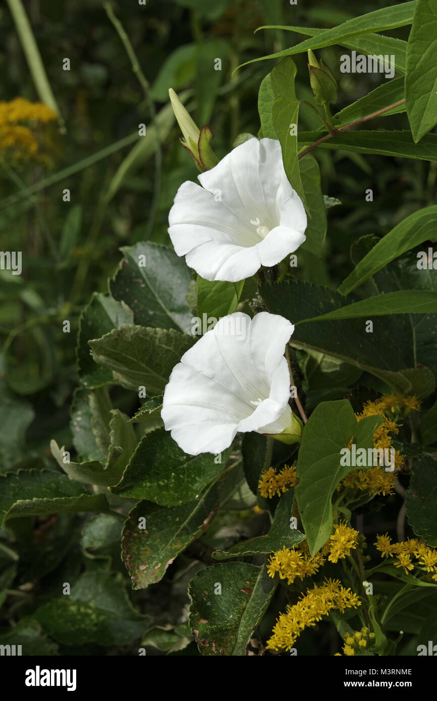 Flowering Hedge Bindweed or Lady's Nightcap (Calystegia sepium ssp. sepium, Convolvulus sepium), Suzanne's vegetable garden, Le Pas, Mayenne, Pays de  Stock Photo