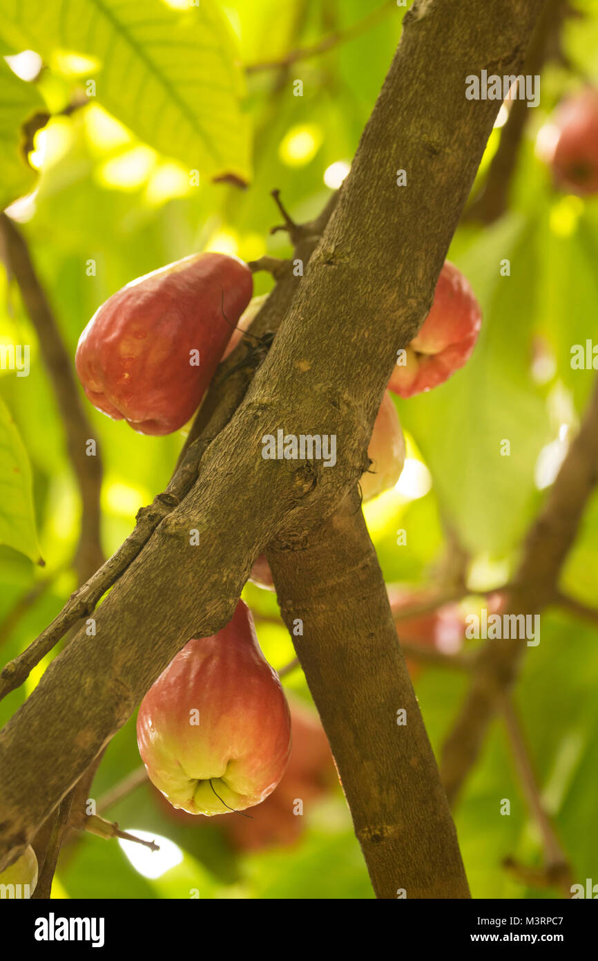 Jamaican Otaheite apple on the tree in Ocho Rios Jamaica, West Indies