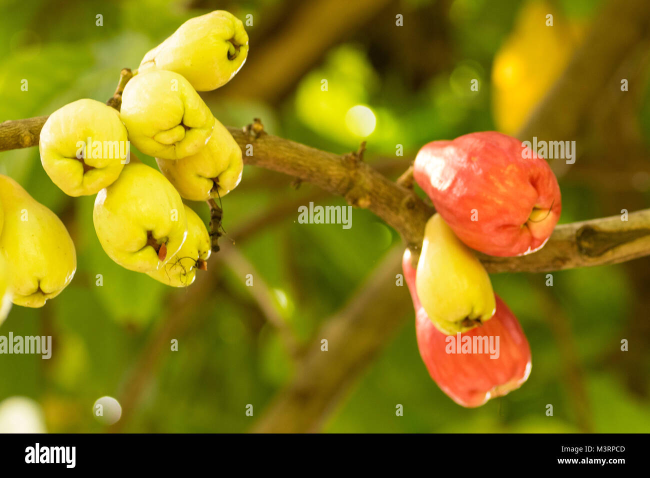 Otaheite apple tree hires stock photography and images Alamy