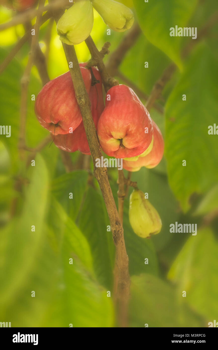 Jamaican Otaheite apple on the tree in Ocho Rios Jamaica, West Indies