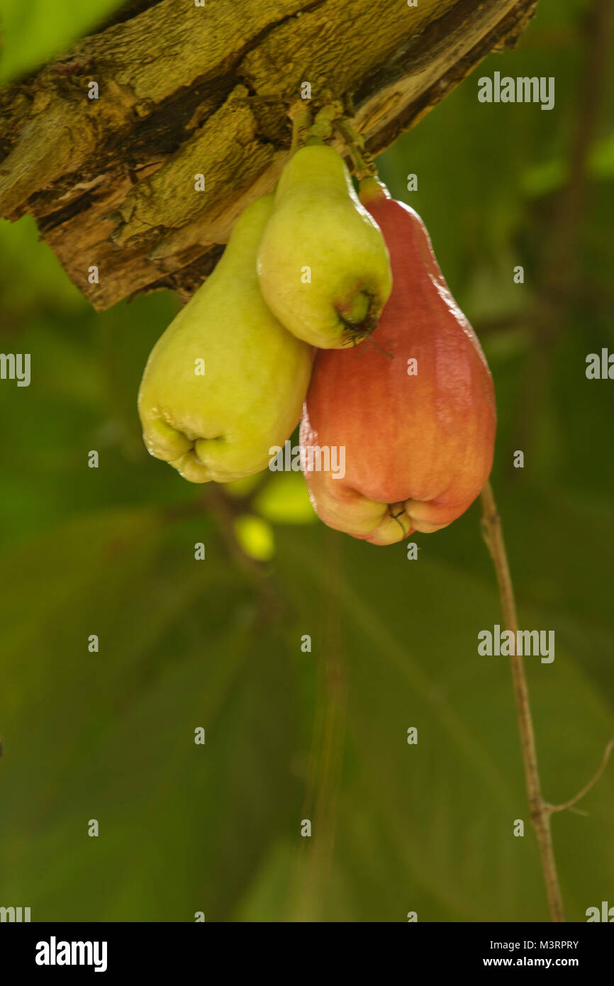 Jamaican Otaheite apple on the tree in Ocho Rios Jamaica, West Indies, Caribbean Stock Photo Alamy