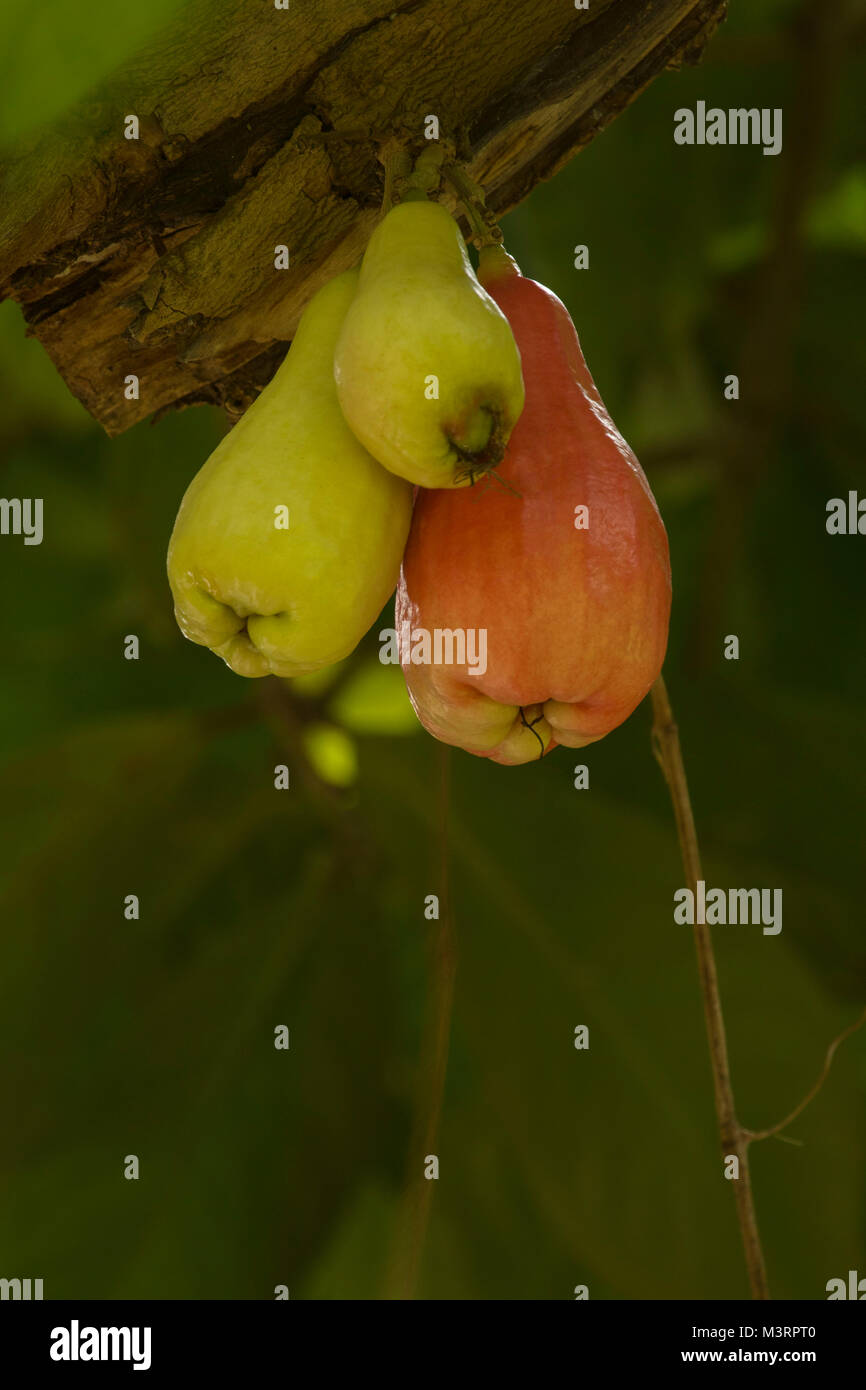 Jamaican Otaheite apple fruit in Ocho Rios, Jamaica, West Indies