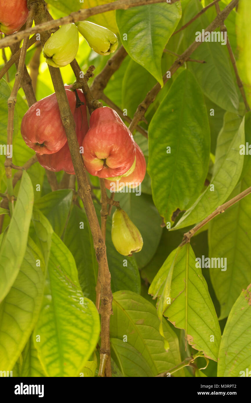 Jamaican Otaheite apple fruit in Ocho Rios, Jamaica, West Indies, Caribbean Stock Photo