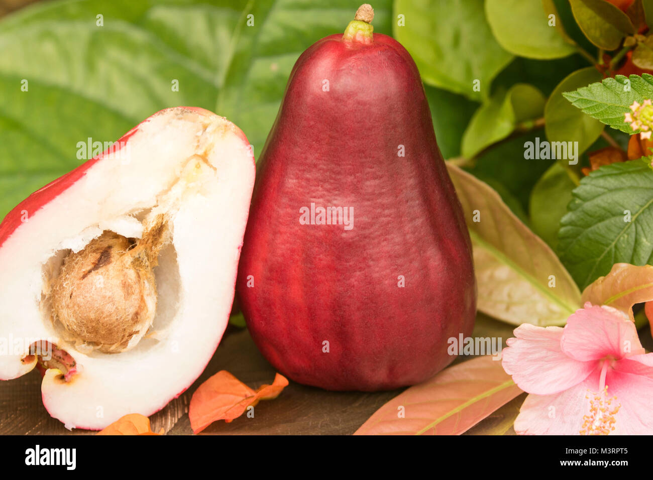Jamaican Otaheite apple fruit in Ocho Rios, Jamaica, West Indies