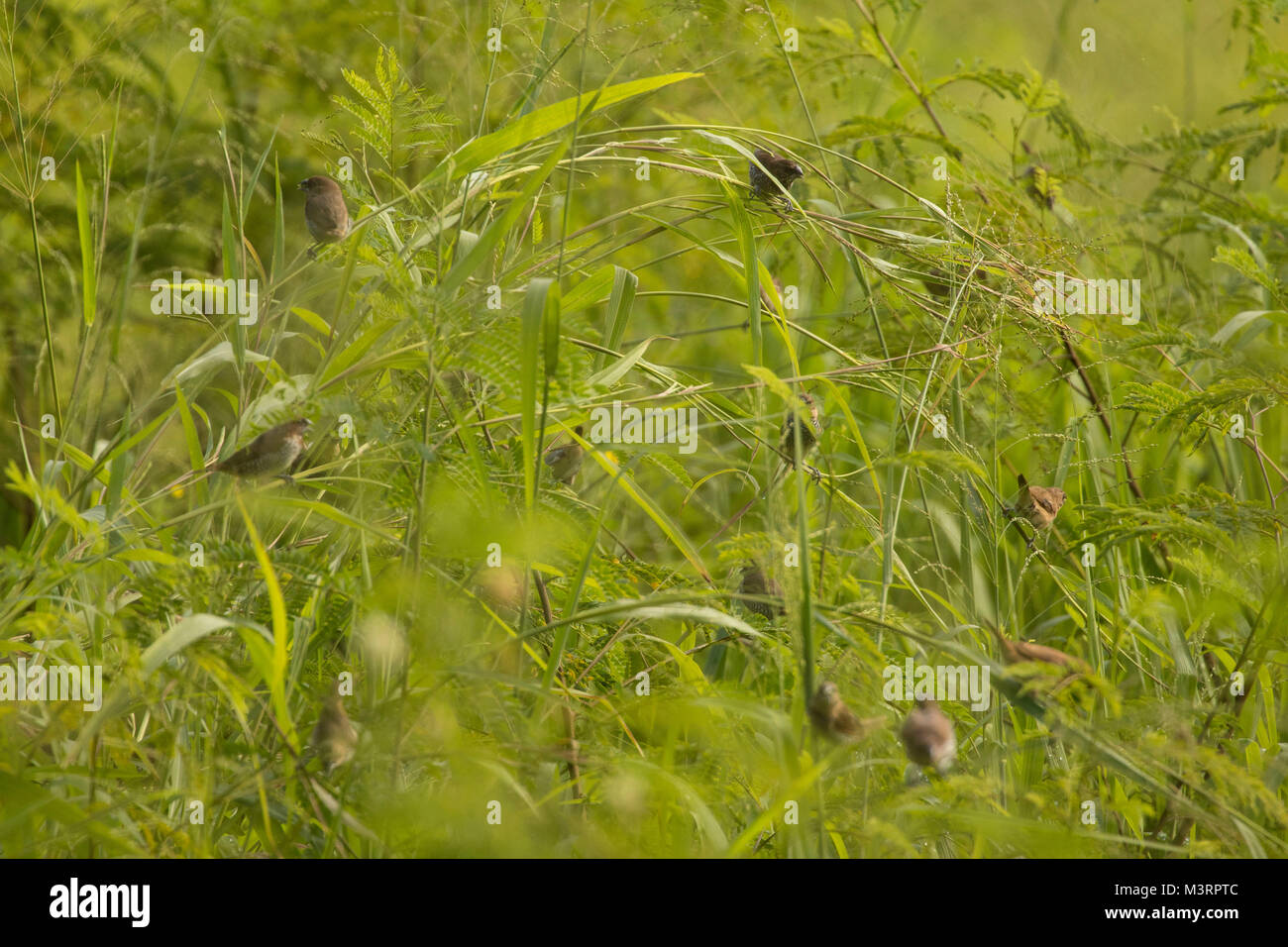 Small birds feeding on the seeds of the long meadow grass of Ocho Rios