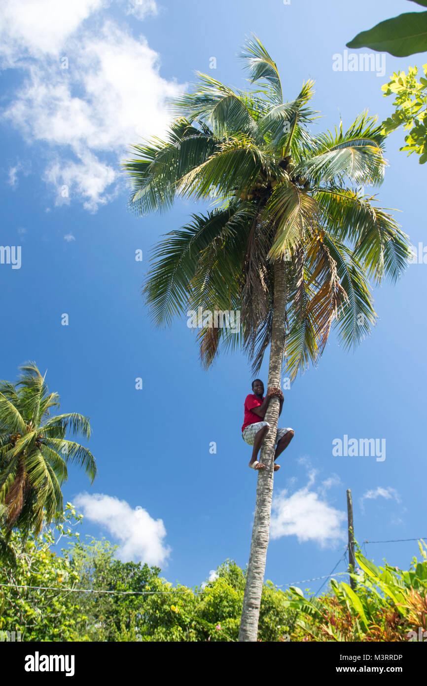 Climbing tall coconut tree exhibition for tourists, Ocho Rios, Saint Ann parish Jamaica, West