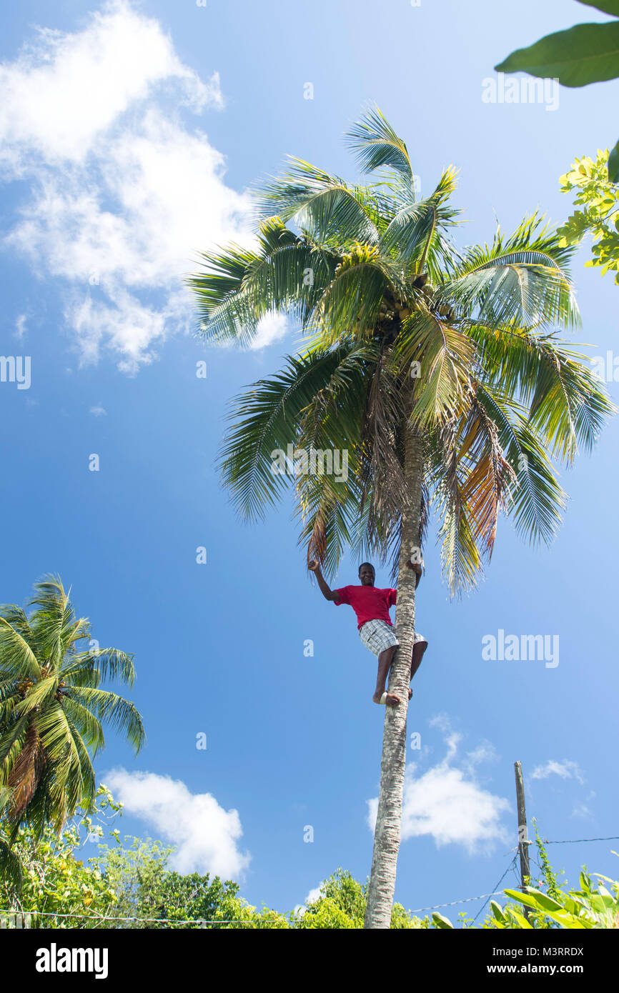Climbing tall coconut tree exhibition for tourists, Ocho Rios, Saint Ann parish Jamaica, West