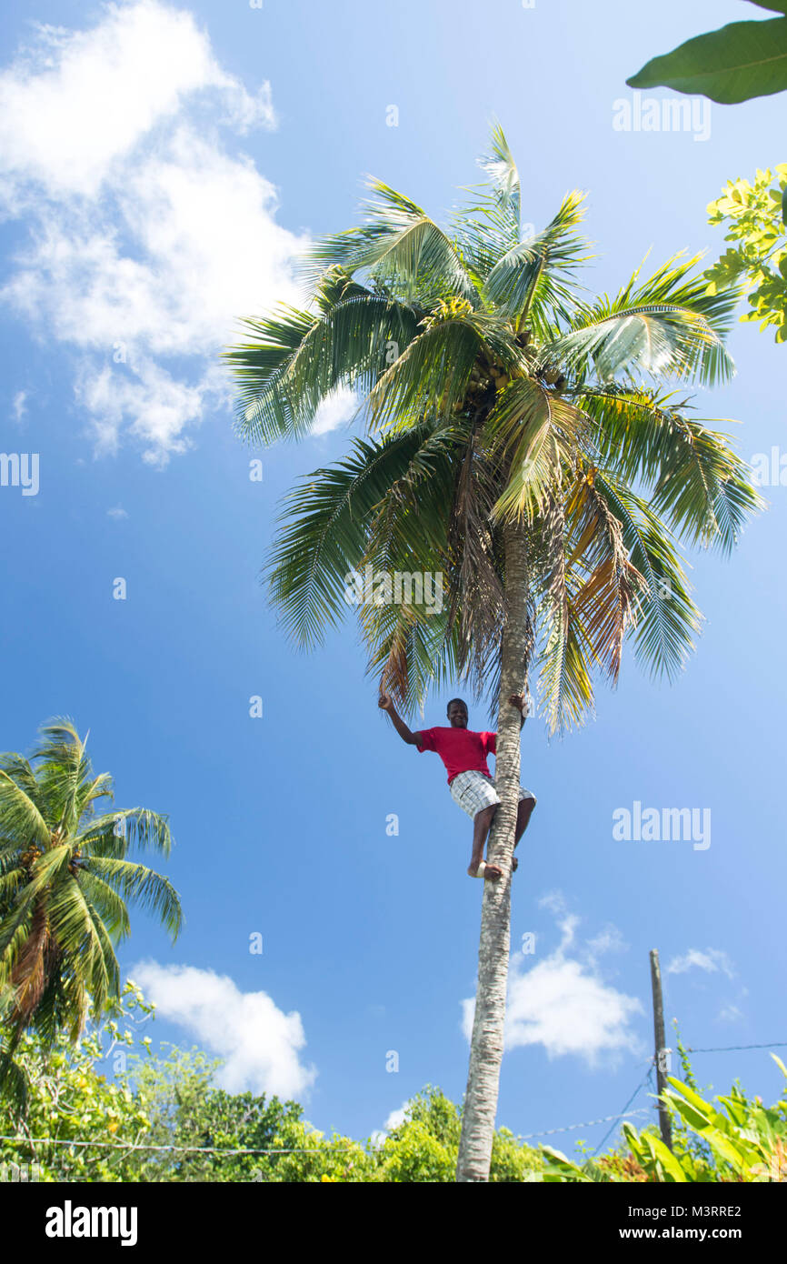 Climbing tall coconut tree exhibition for tourists, Ocho Rios, Saint