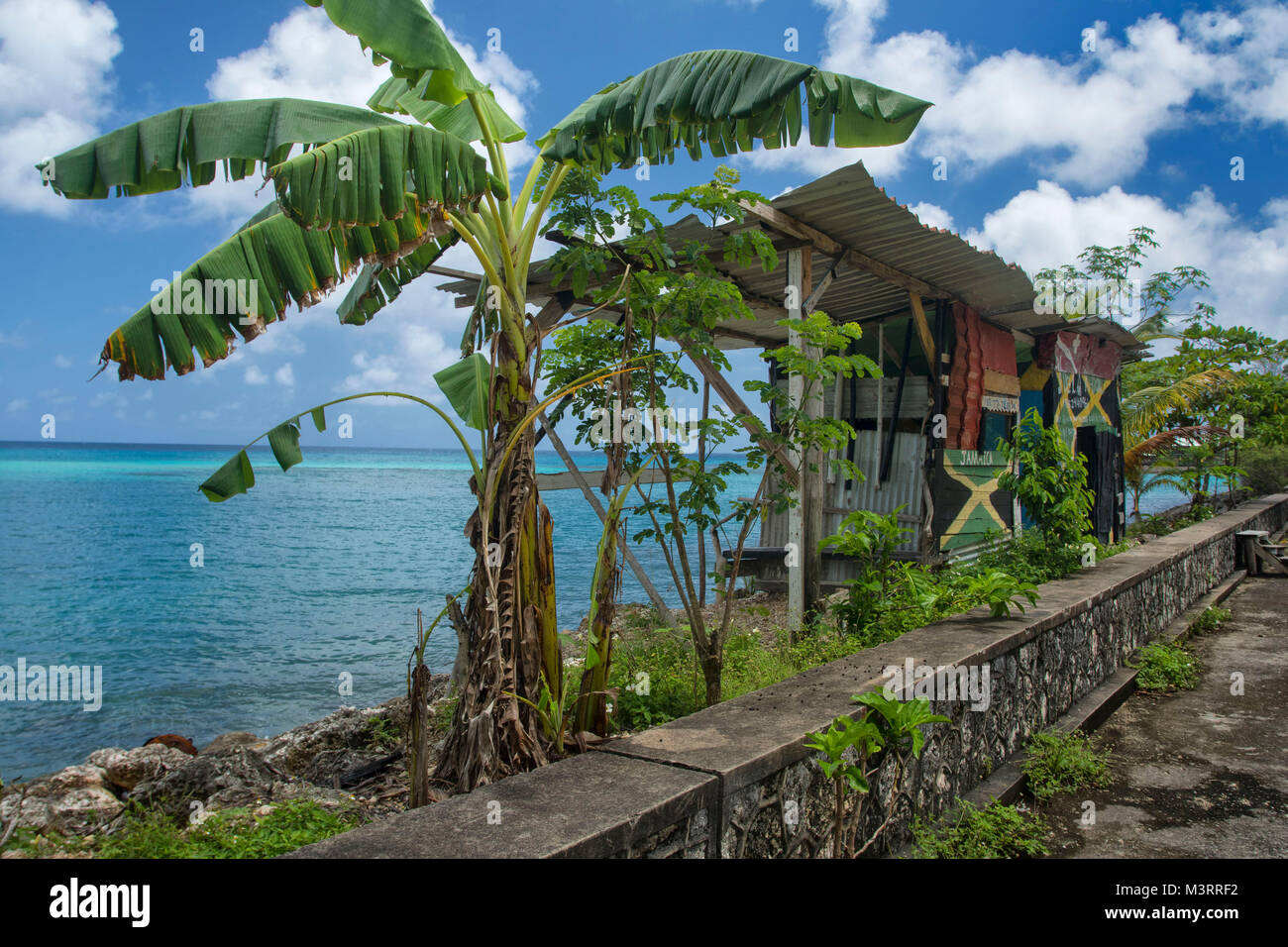 Banana trees along the caribbean coastline on the way to James Bond beach, Ocho Rios, Jamaica Stock Photo