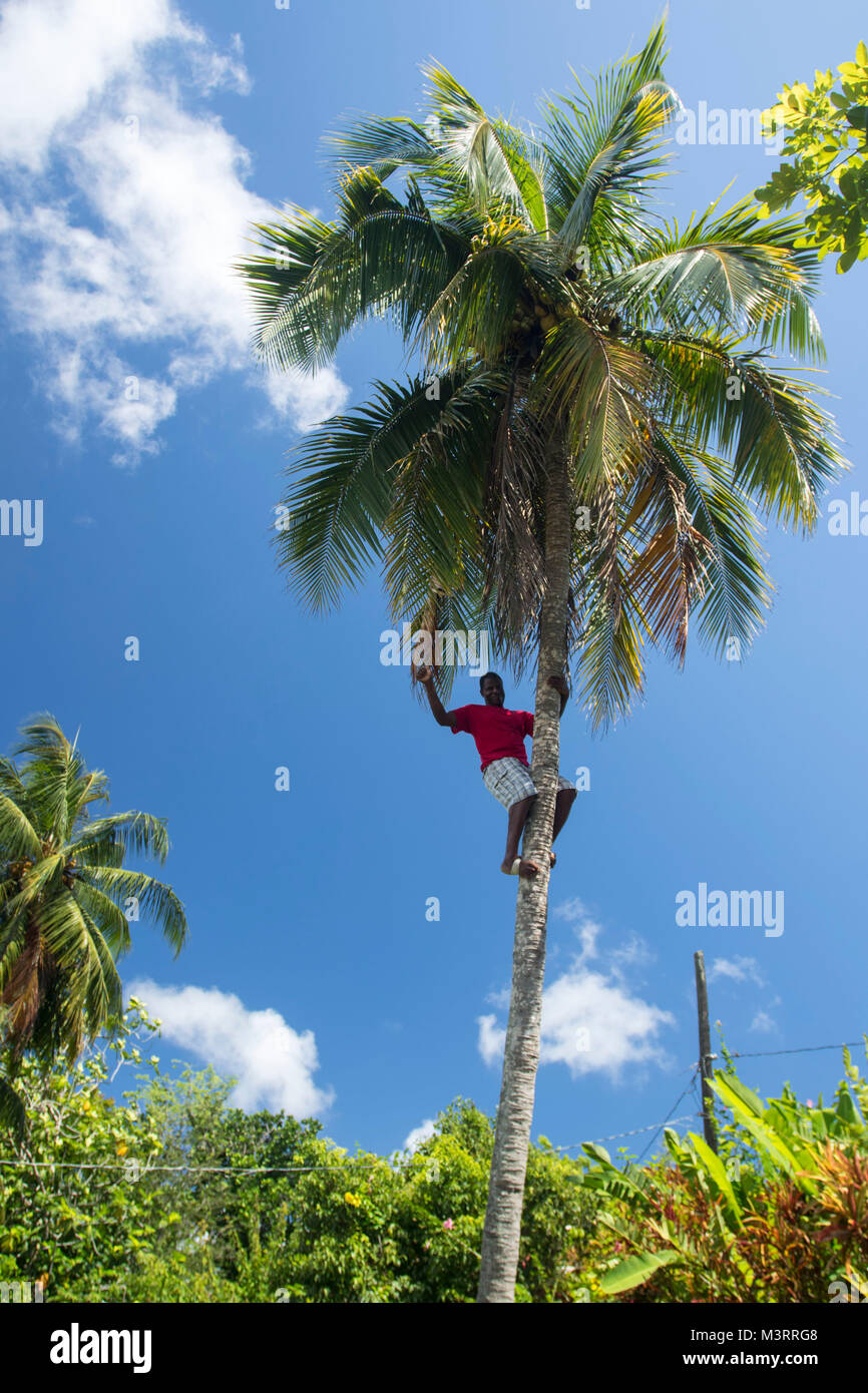 Climbing tall coconut tree exhibition for tourists, Ocho Rios, Saint Ann parish Jamaica, West